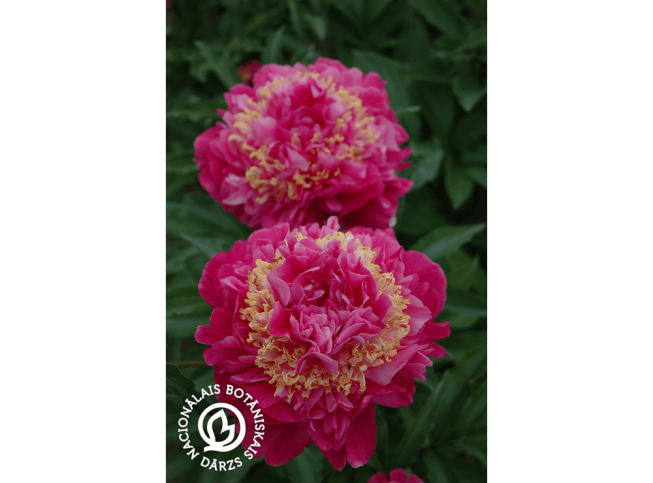 Paeonia lactiflora   'Feather Top'